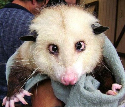 schielendes_opossum.jpg
